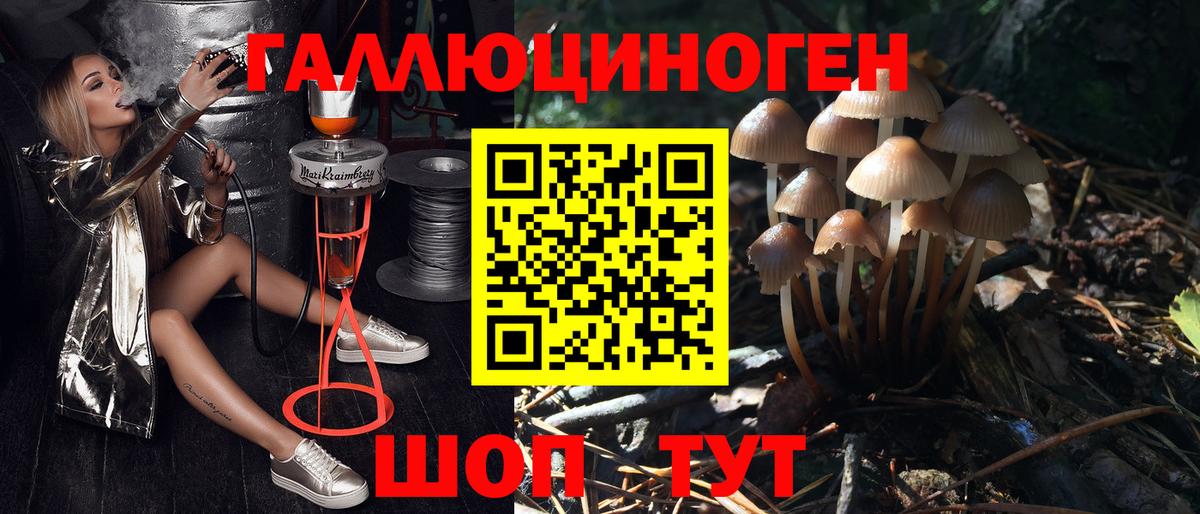 Псилоцибиновые грибы MAGIC MUSHROOMS  как найти   Назрань  Вход с VPN 